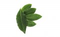 Домашен дафинов лист 100 % био свежи листа от домашен дафинов храст, подходящи за директна употреба 