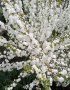 Японска Вишна-(Prunus Alba Plena), снимка 1