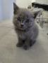 Търсим дом на чистокръвни котета, снимка 2
