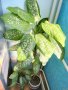 Продавам саксия с декоративно растение Дифенбахия., снимка 5