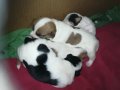 ПРОДАВАМ jack russell terrier 2305210838, снимка 5
