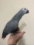 Ръчно хранен папагал Жако, снимка 7