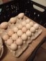 ПРОДАВАМ РАЗПЛОДНИ ОПЛОДЕНИ ПУЕШКИ ЯЙЦА, снимка 17