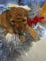 Той пудел/ Toy poodle, снимка 5