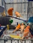 Продавам канари, снимка 7
