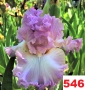 Сортови вискоки ириси /брадати ириси, снимка 16