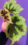 Masoniana tricolior, снимка 1 - Стайни растения - 44874321