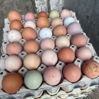 Оплодени яйца, снимка 1 - Кокошки и пуйки - 44054069