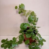 Плектрантус(Plectranthus), шведски брашлян. , снимка 2 - Стайни растения - 40160465