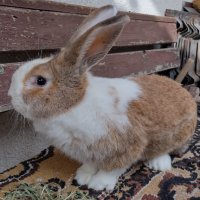 Холандски зайци, зайци Веселина и кръстоска, снимка 1 - Други - 30876894