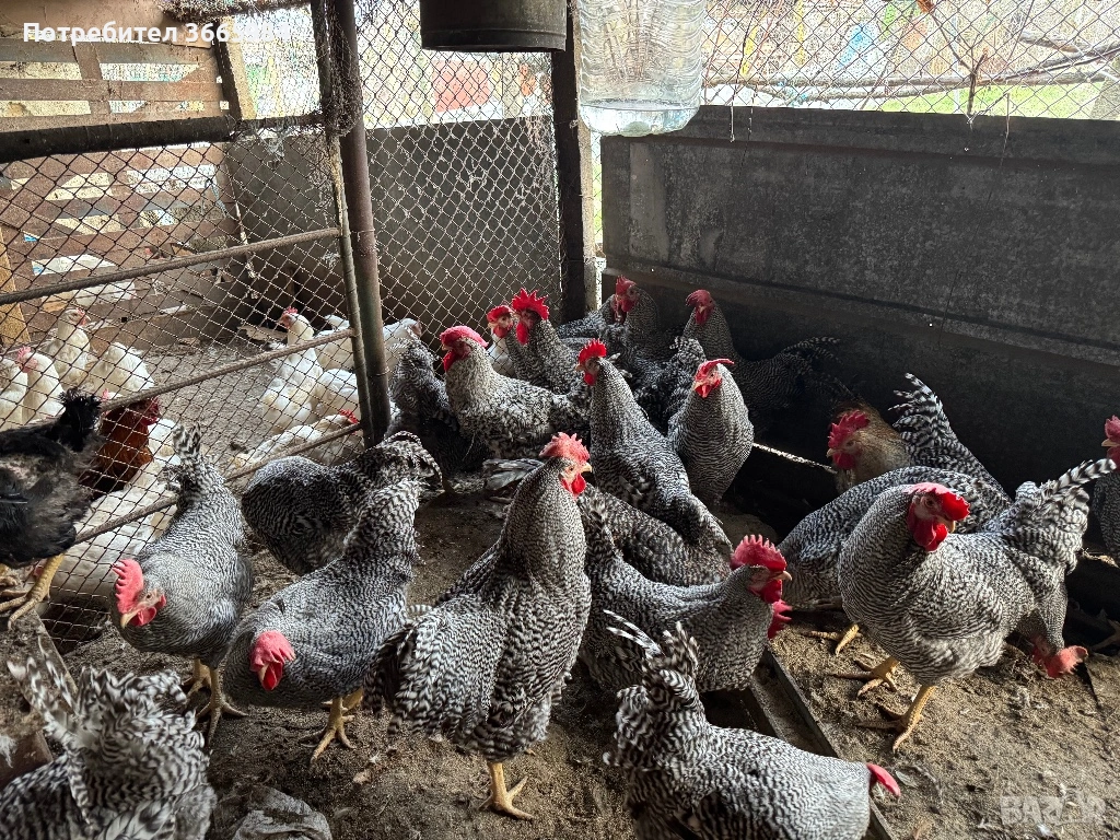 Продавам петли за ПЕТЛЬОВДЕН, снимка 1