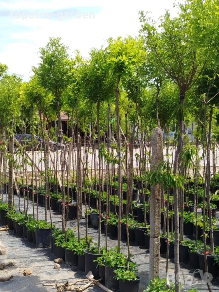 Кълбовидна акация. Robinia Pseudoacacia Umbraculifera, снимка 1