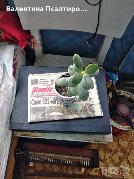 Дърво на живота, снимка 1