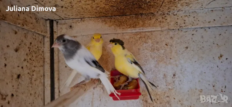 Мъжки и женски канарчета, снимка 1
