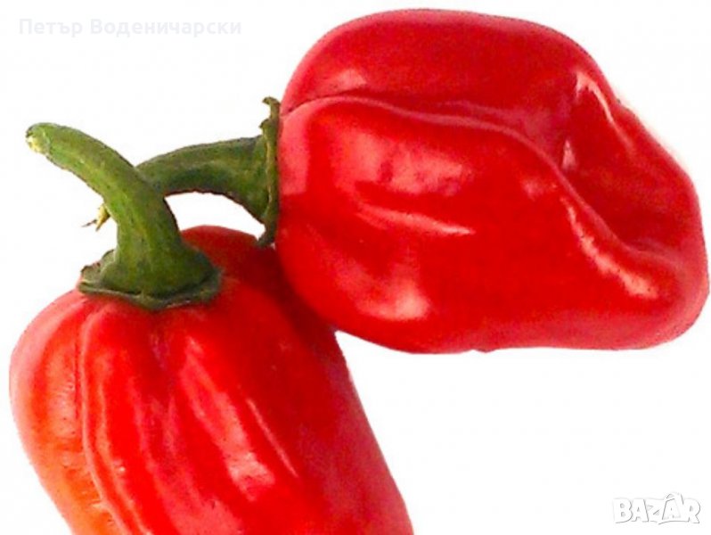 Семе семена от люта чушка Червено хабанеро Red Habanero.   Една много рзпостранена и силно люта чушк, снимка 1