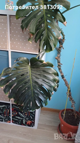Монстера делициоза (Monstera deliciosa) , снимка 1