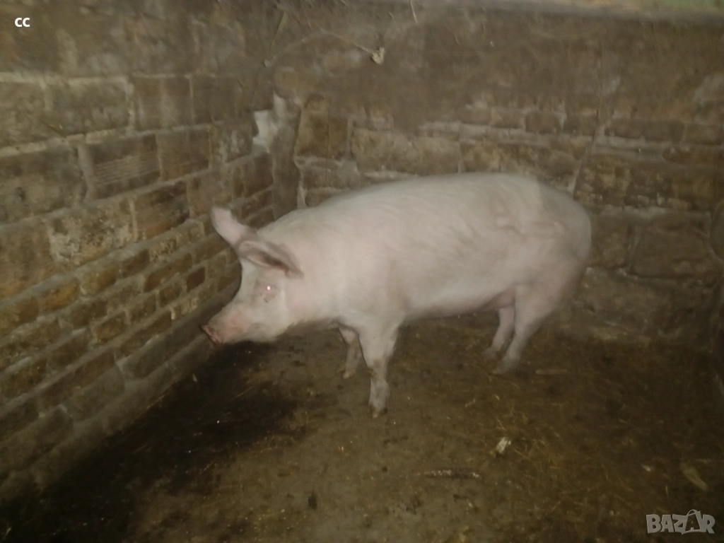 Бяло прасе 110 кг., снимка 1