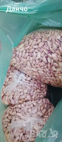 Продавам разсад-ягоди малини лозе алое Вера маруля стари сортовете семена картофи и де, снимка 2 - Разсади - 52309815