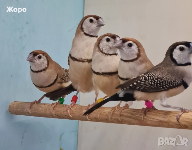 Продавам Белолици амадини, снимка 11 - Амадини - 52827707