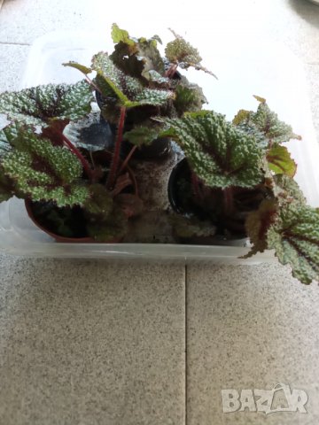 Бегония Рицарски кръст на 2 години, снимка 2 - Стайни растения - 37101340