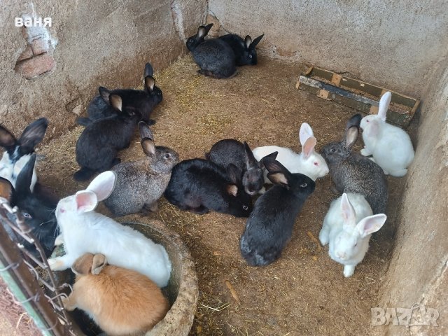 зайчета , снимка 3 - Други - 43054609