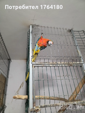 Три двойки папагали ара , снимка 13 - Папагали - 52920223