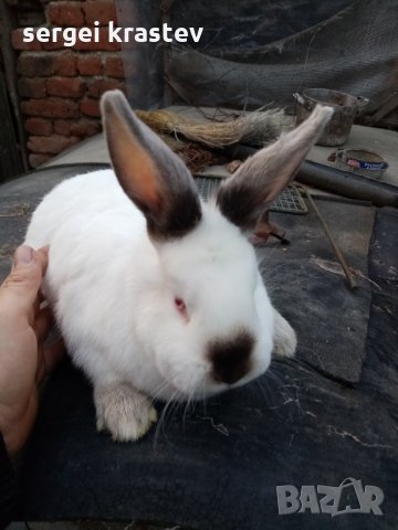 зайци, снимка 4 - Други животни - 27376415