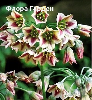 ЛУКОВИЦИ - Ирис, Анемоне, Алиум, Ранункулус - ПРЕДВАРИТЕЛНИ ПОРЪЧКИ, снимка 9 - Градински цветя и растения - 51036408