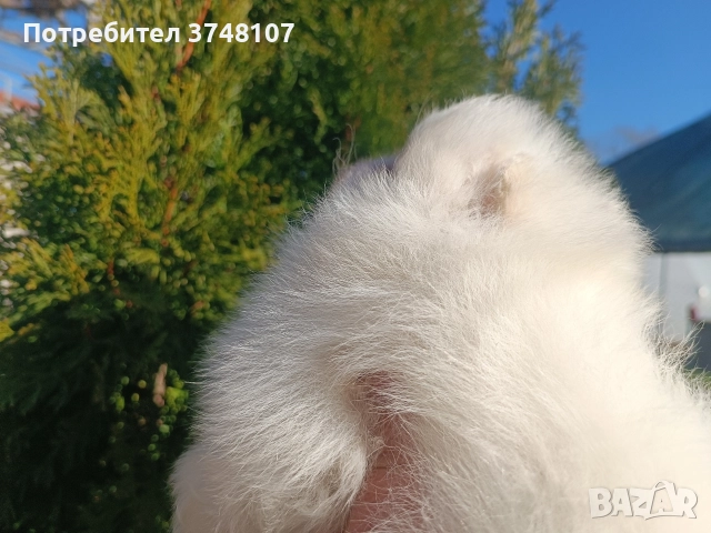 Померан/Померани, снимка 14 - Померан - 52920016