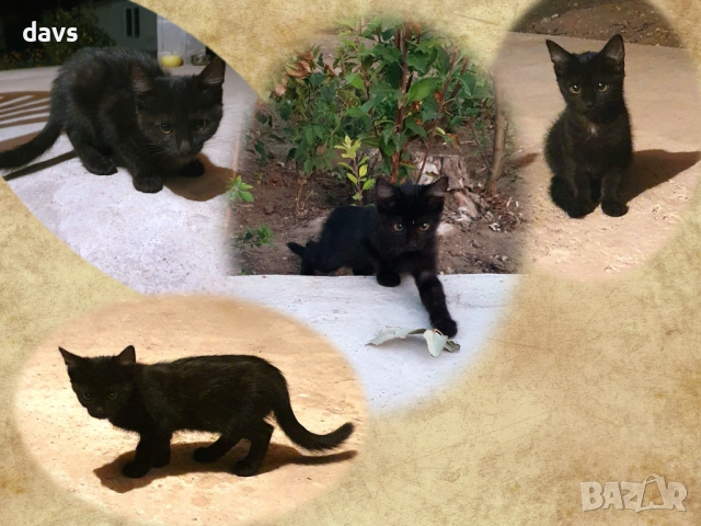 Черна котка на 6 месеца търси дом, снимка 14 - Други - 53116657