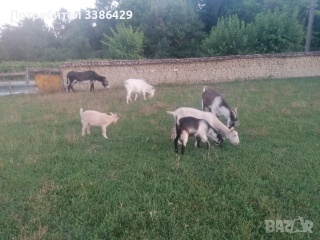Ярета и пръчове , снимка 11 - Кози - 51078813