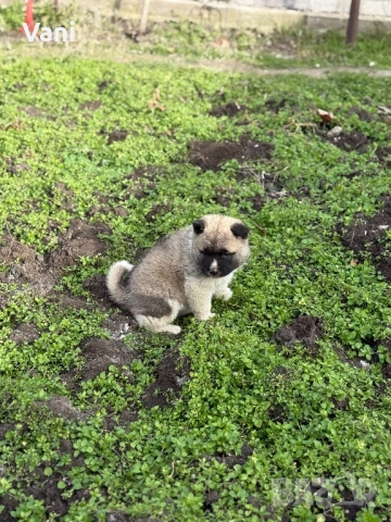 Америкаска акита женски и женско, снимка 10 - Акита - 53165395