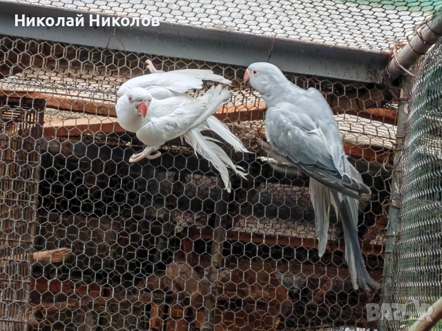 Малки александри, снимка 17 - Папагали - 51972524