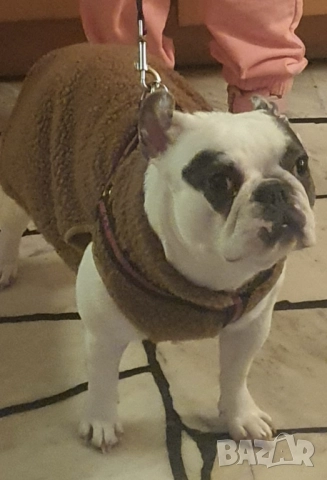 Женски френски булдог  с всички ваксини и аксесоари, снимка 7 - Френски булдог - 49571521