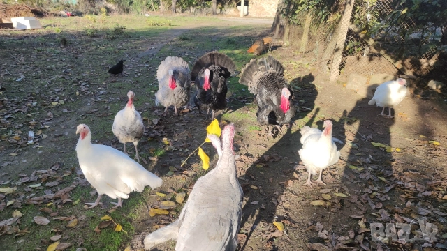 продавам пуйки 15лв килограма, снимка 2 - Кокошки и пуйки - 52826658