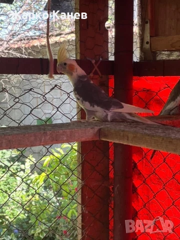 Папагали корели