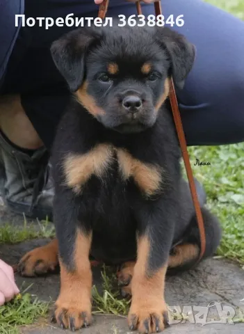 Ротвайлер, снимка 2 - Ротвайлер - 49798051