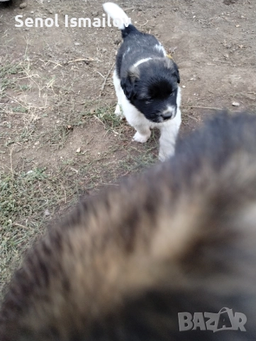 Каракачанска овчарка 