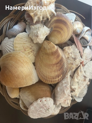 Миди за аквариум, снимка 2 - Оборудване за аквариуми - 52256862