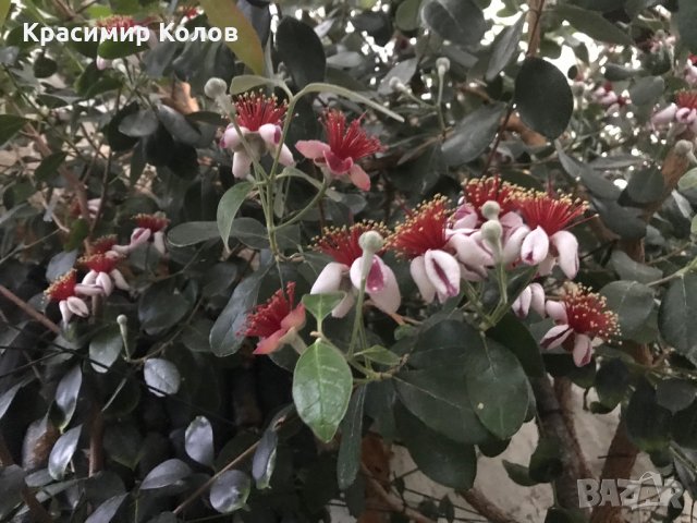 Ананасова Гуава, Фейхоа, Feijoa, йодно дърво, 8 различни сортa, плодове, семена и растения, снимка 4 - Градински цветя и растения - 27183163