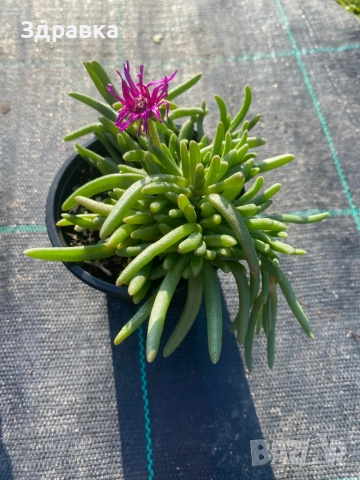 Делосперма 7 цвята, снимка 7 - Градински цветя и растения - 47933355