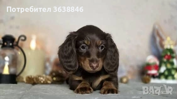 Дългокосмест мини дакел, снимка 6 - Дакели - 53047034