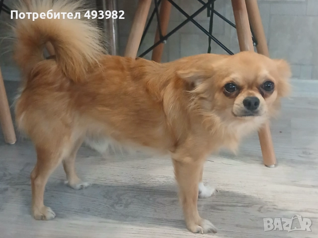 Чихуахуа на две години, търси своята дама., снимка 2 - Чихуахуа - 51858209