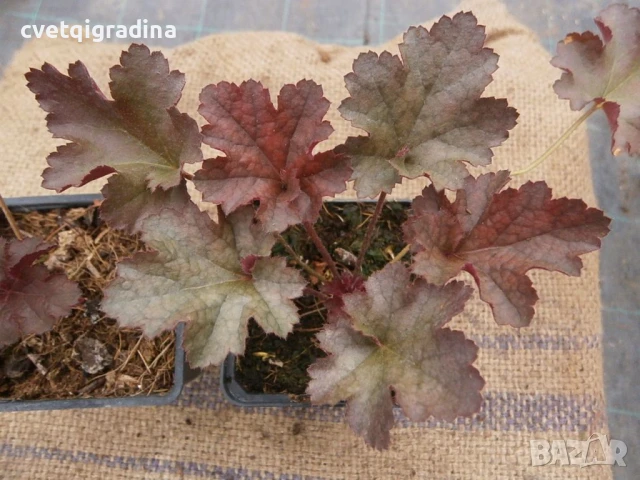 Heuchera americana ‘Melting Fire’ (Хойхера Коралови камбани), снимка 2 - Градински цветя и растения - 50710187