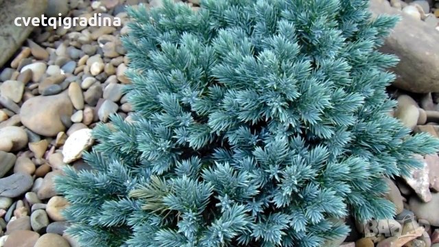 Juniperus sq. Blue Star(Юниперус Синя звезда), снимка 2 - Градински цветя и растения - 43365411