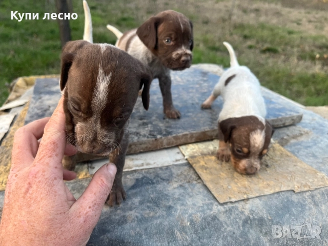 Кученца за трюфели , снимка 15 - Други - 51565937