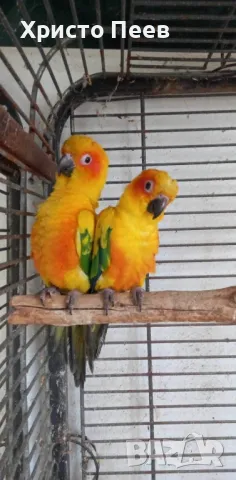 Ръчно хранени бебета папагали от развъдник, снимка 6 - Папагали - 49234289