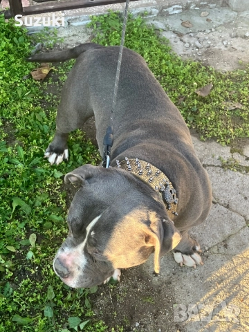 Женско американско були покет , снимка 6 - Питбул - 52776953