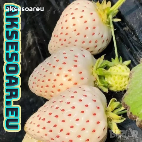 100 семена от плод бяла ягода органични плодови ягодови семена от вкусни ягоди отлични плодове, снимка 4 - Сортови семена и луковици - 50618986