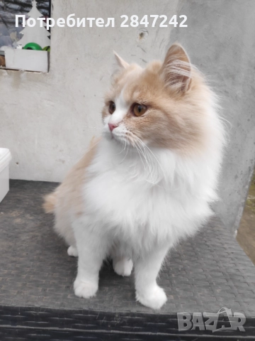 Бежово пухче, снимка 8 - Персийска - 52290620